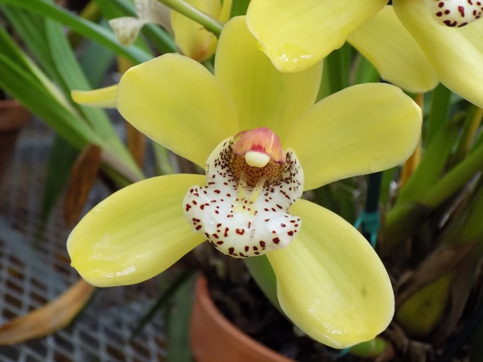 Cymbidium Red Back 'Solid Gold' 2